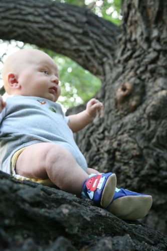 milo in a tree